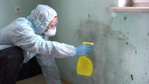 Read more about the article Complete Guide to Mold Cleanup After Disasters in Naples, Florida