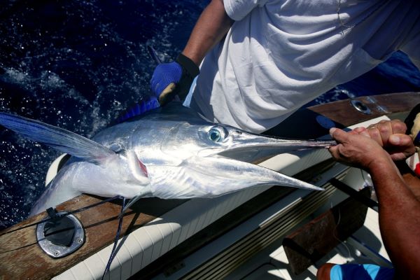Read more about the article The Ultimate Guide to Blue Marlin Fishing