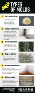 Read more about the article Harmful Types of Mold Commonly Found in Homes
