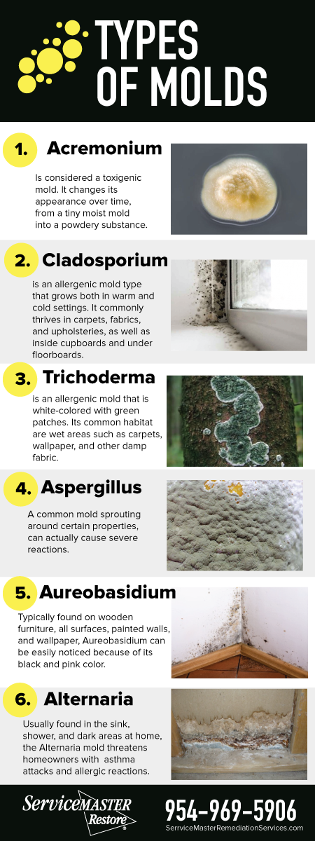 You are currently viewing Harmful Types of Mold Commonly Found in Homes